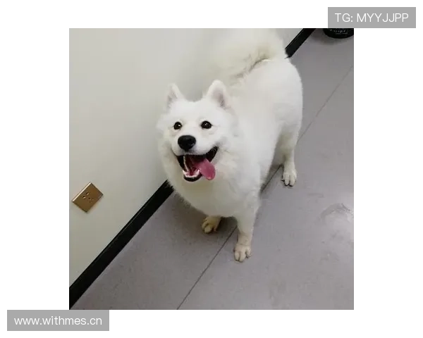 拉文家的狗都比我会花钱